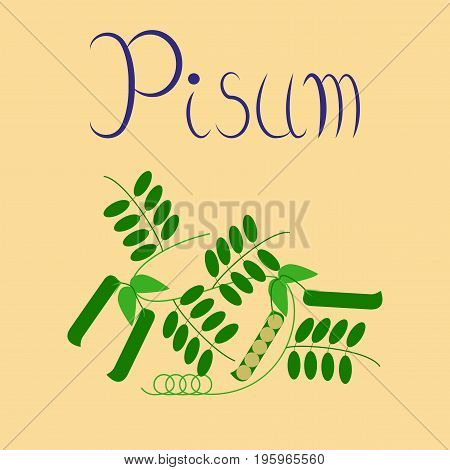 flat illustration on stylish background natural pisum