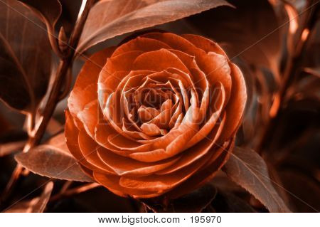 Rose rouge