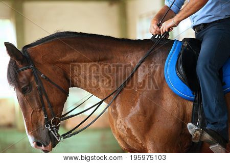 Unknown rider on dressage training sit in saddle