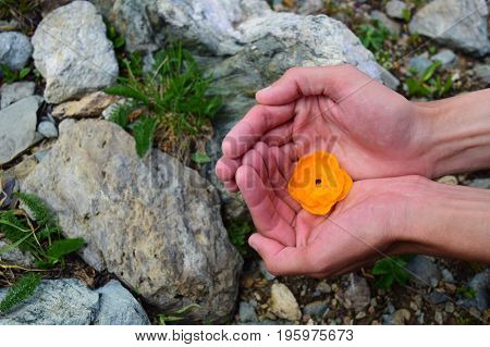 Orange bud of Trollius europaeus flower in palm hand on stone background in mountains