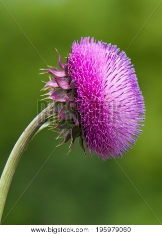 Purple Cirsium perenial flowering thistle plant  vertical.