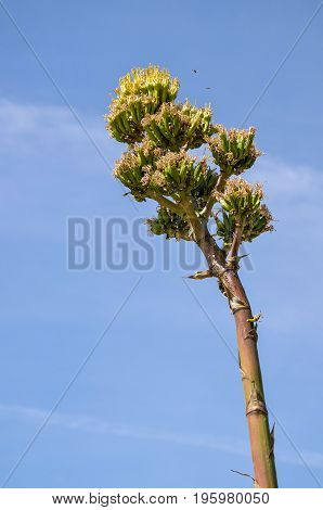 Agave Plant With Tree Growing With Flowers In Desert Landscape