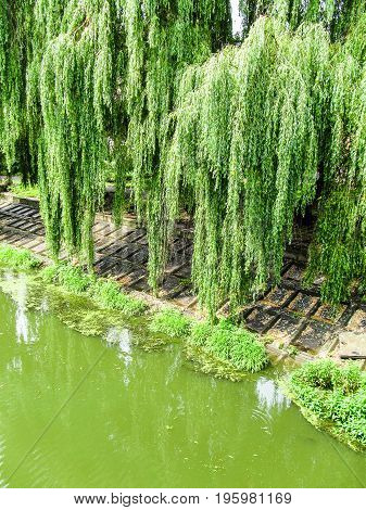 Polluted bright green vibrant city river in Rivne Ukraine during summer with willow trees