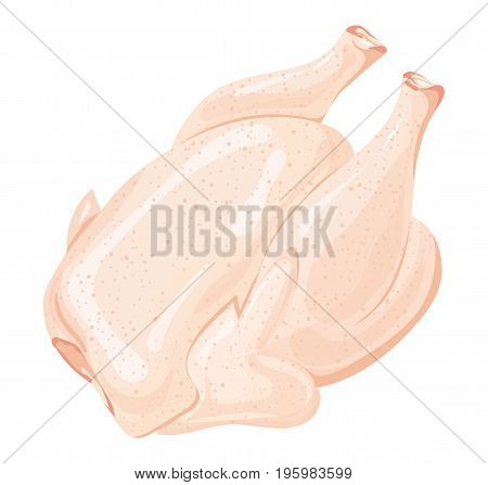 Illustration of chicken carcass. Fresh rooster meat. Meat product of poultry. A realistic illustration.