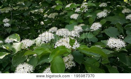 A huge bush spirea in all its glory. Blooming spirea beauty