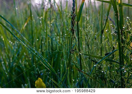 A drop of morning dew on lush green grass.