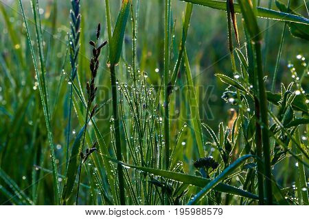 A drop of morning dew on lush green grass.