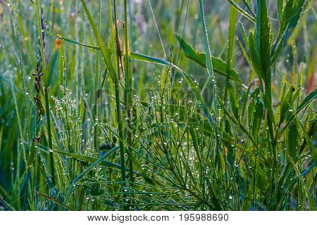 A drop of morning dew on lush green grass.