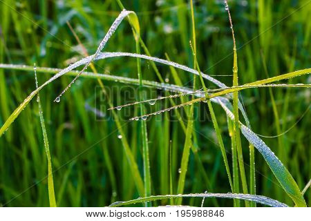 A drop of morning dew on lush green grass.
