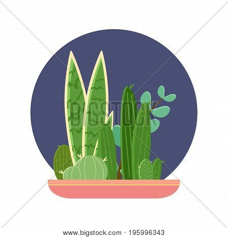 Cactus Plant Pot Garden, Modern Natural Home Miniature Green Corner Decoration. Flat Vector Illustra