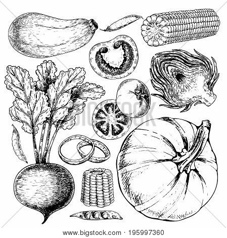 Vector hand drawn set of farm vegetables. Isolated zucchini, betroot, peas, tomato, onion, pumpkin, artichoke, corn. Engraved art. Organic sketched objects. restaurant menu grocery market store party meal