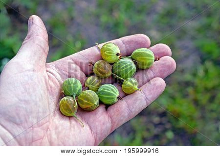 Green berries of ripe gooseberry on the open palm