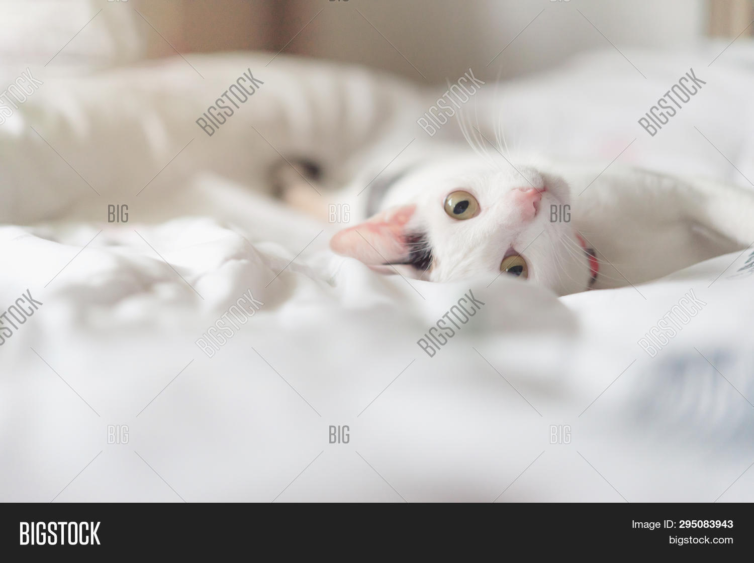 Кошка нежится. Кошка нежится. Спящие котята. Рыжий кот на кровати. Коты в кровати.