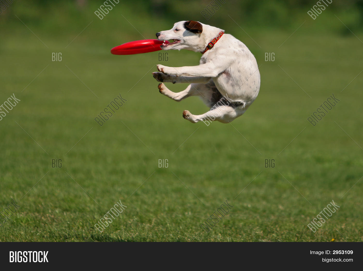 Funny Catching Image & Photo (Free Trial) Bigstock