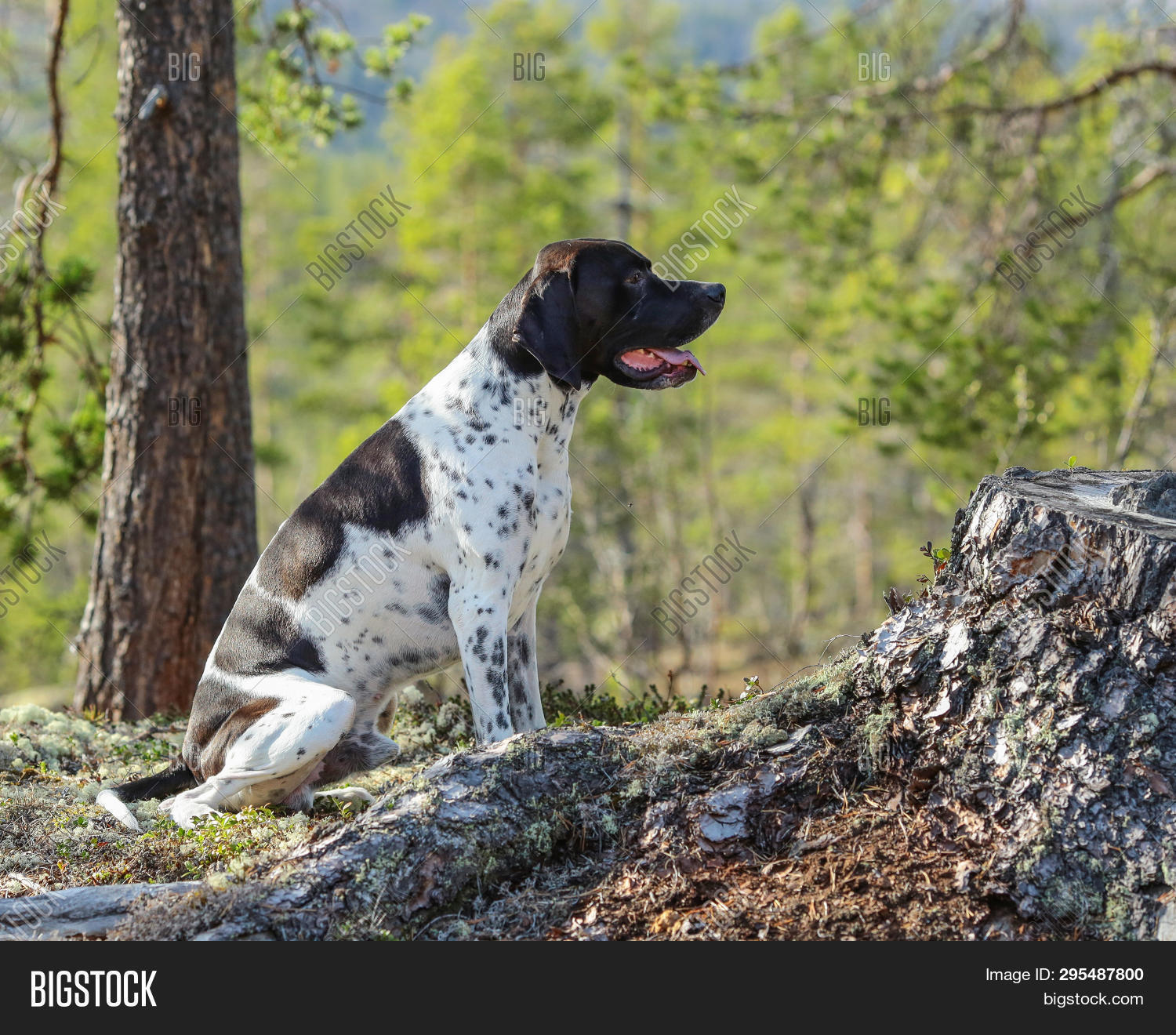Hunting Dog English Image Photo Free Trial Stock Hunting Dog English Image Photo Free