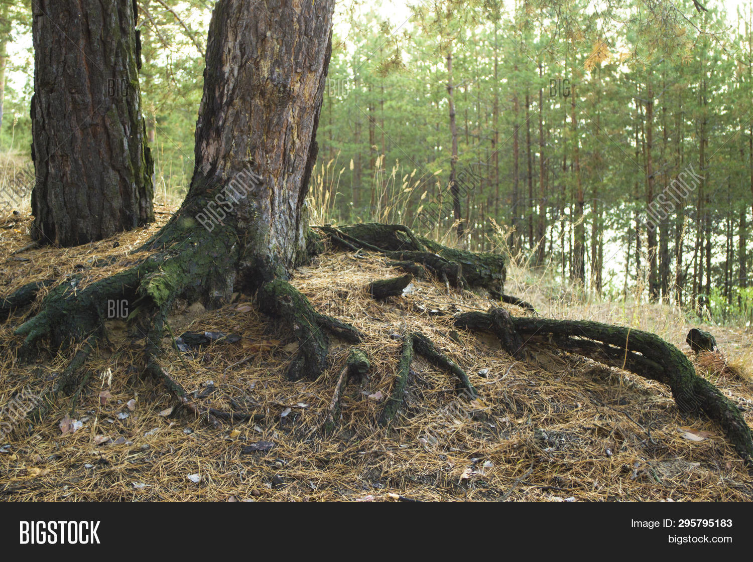 Powerful Tree Roots. Image & Photo (Free Trial) Bigstock