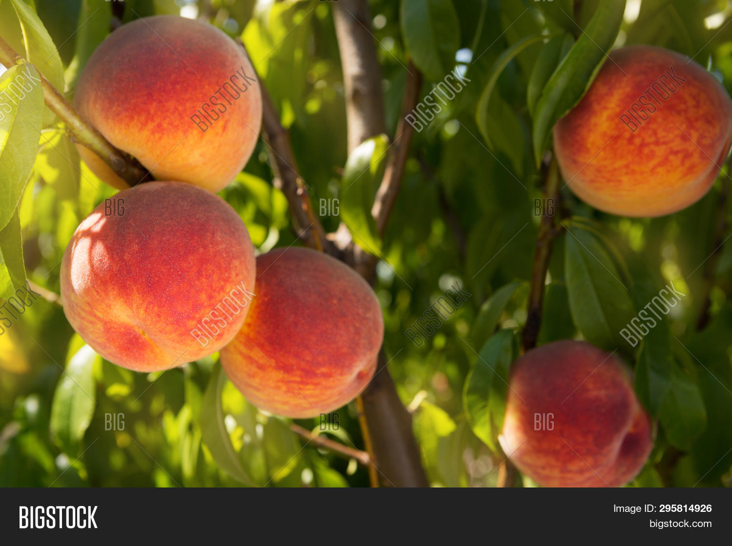 Many Ripe Peaches On Image & Photo (Free Trial) Bigstock