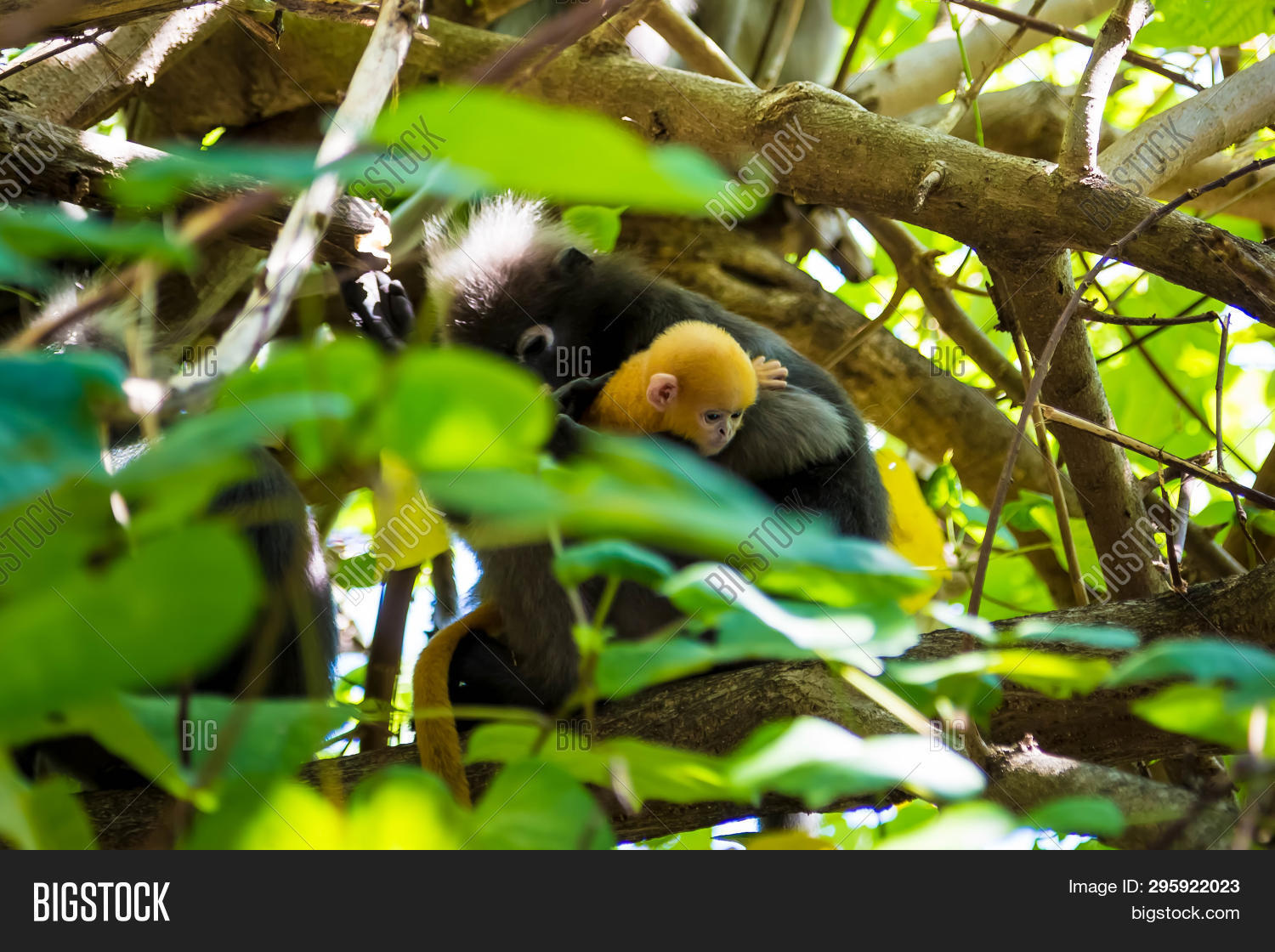 Trachypithecus Trachypithecus Image & Photo (Free Trial) | Bigstock