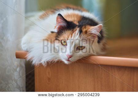 Tricolor Cat Lying On A Computer Desk