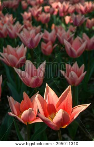 Beautiful Orange And Pink Tulips With Green Leaves, Blurred Background In Tulips Field Or In The Gar