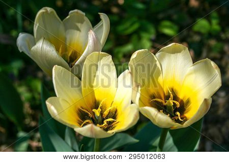 Beautiful White And Yellow Tulips With Green Leaves, Blurred Background In Tulips Field Or In The Ga