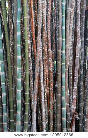 Color Bamboo Background, Wallpaper, Bamboo Trunks In A Grove In Chaingmai Thailand  Asia