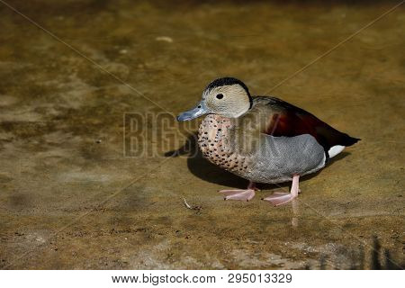 Full Body Of Adult Male Ringed Teal Duck. Photography Of Nature And Wildlife.