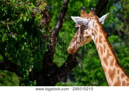 Close Up Head Of Kordofan Giraffe Or Camelopardalis Antiquorum