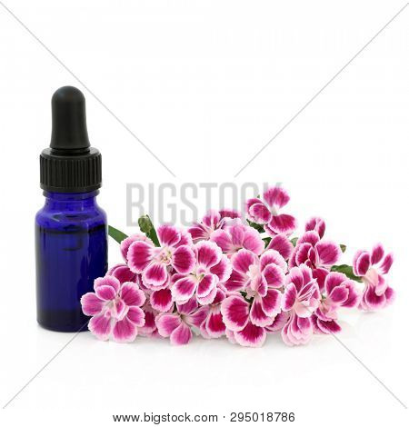 Dainthus herb flowers used in alternative & chinese herbal medicine with aromatherapy essential oil bottle on white with copy space. Chinensis. Qu mai. Used to treat cystitis and is a diuretic.  