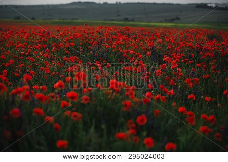 Poppy Field In Spring. Panoramas Of Flowering Spring Poppies Among The Wheat Field In The Background