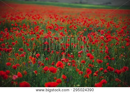 Poppy Field In Spring. Panoramas Of Flowering Spring Poppies Among The Wheat Field In The Background