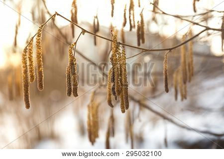 Flower Of Common Hazel (corylus Avellana)  In Early Spring/ Blossoming Hazel Similar To Earrings , S