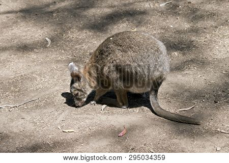 The Red Necked Pademelon Has A Joey In Her Pouch
