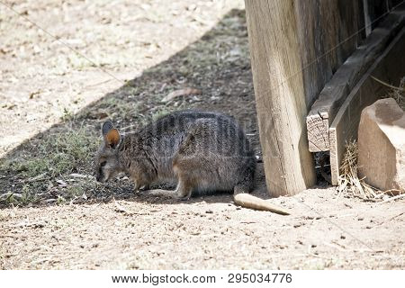 The Tammar Wallaby Is Resting In The Shade