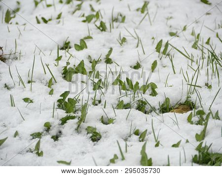 Snow Fell In Spring On The Green Grass Of The Vagaries Of Weather
