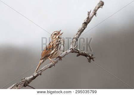 A Song Sparrow Opens It Beak To Sing A Song In The Thicket Of A Prairie.