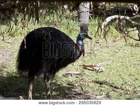 The  Australian Cassowary Is Hiding Under A Tree In The Shadows