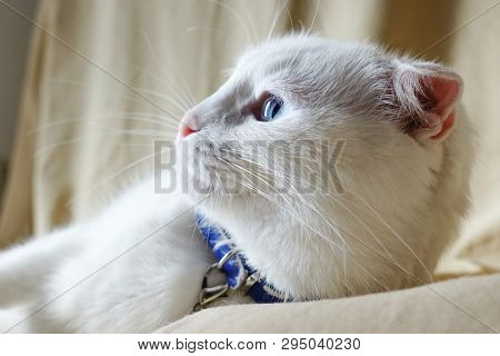 Cute white cat portrait