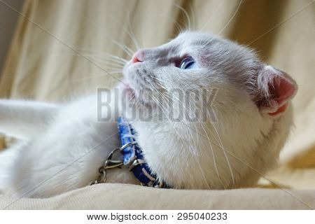 Cute white cat portrait