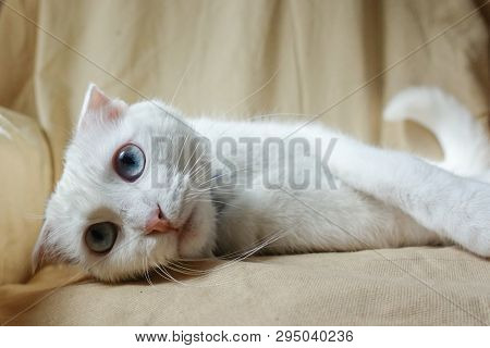 Cute white cat portrait