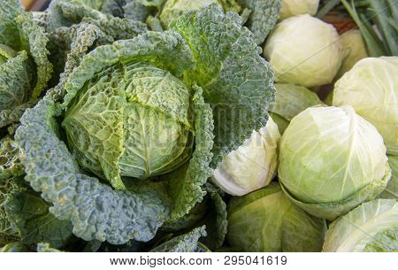Cabbage Or Brassica Oleracea Capitata, Black Cabbage, Borecole, Broccoli