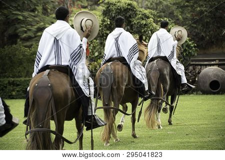 Demonstration Of The Peruvian Paso Horse Mounted By His Chalan. Peru