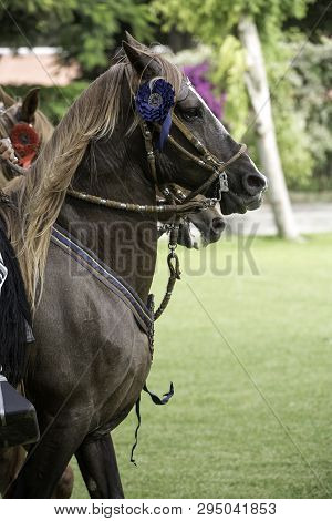 Demonstration Of The Peruvian Paso Horse Mounted By His Chalan. Peru