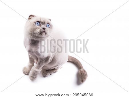 Cat Scottishfold Trimmed By A Groomer Like A Lion, Looks Up, On A White Background.