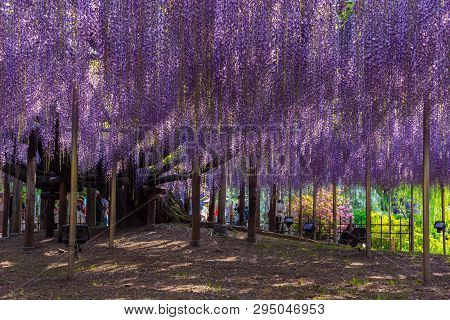 Tochigi Prefecture, Japan 16 April 2018 :  Beautiful Full Bloom Of Purple Pink Wisteria Blossom Tree