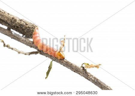 Red Zeuzera Coffeae Or Moths Stem Borer Destroy Tree On Woman Hands's Farmer Which Agriculture Garde