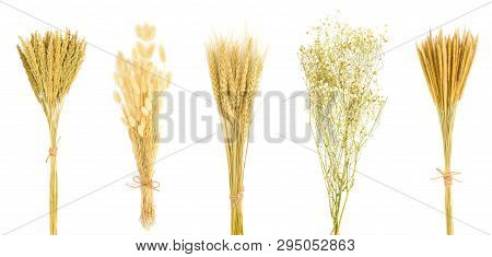 Set Of Dry Flower Bouquet Isolated On White Background. Gramineae Grass, Bunny Tail Grass, Wheat, Gy