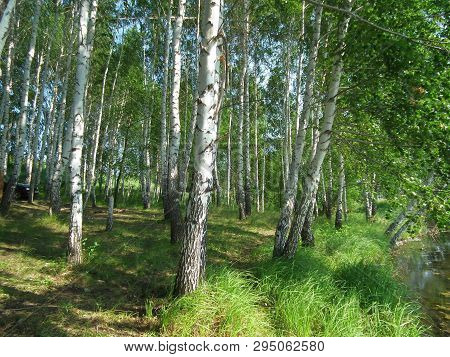 Nature In Summer, A Small Birch Grove On The Shore Of A Forest Lake.