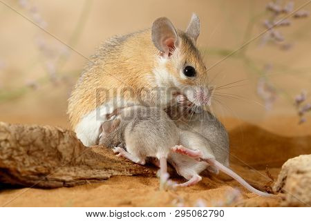 Close-up Female Spiny Mouse  And Little Mouse (acomys Cahirinus) Sits On The Snag In The Sand. Small