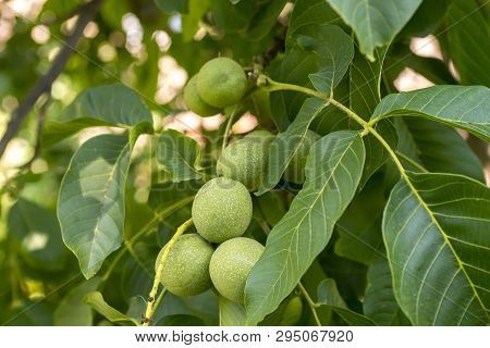 green walnuts on the tree.walnut, raw walnut, green walnuts,